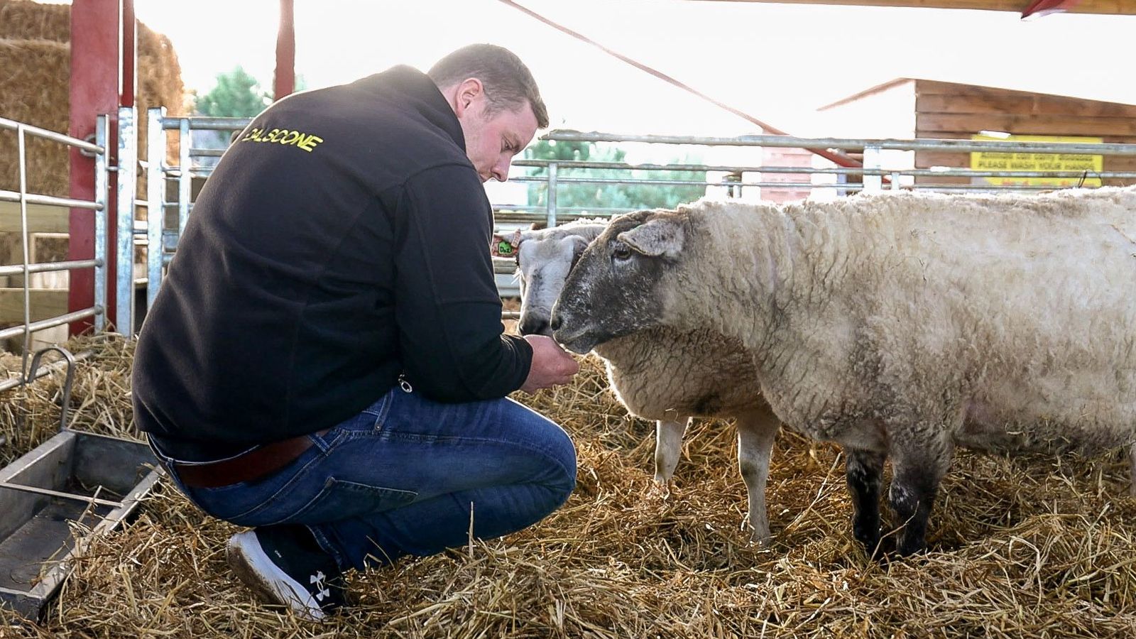 „Най-самотната овца във Великобритания“: Фиона си намери приятели в новия дом Dalscone Farm