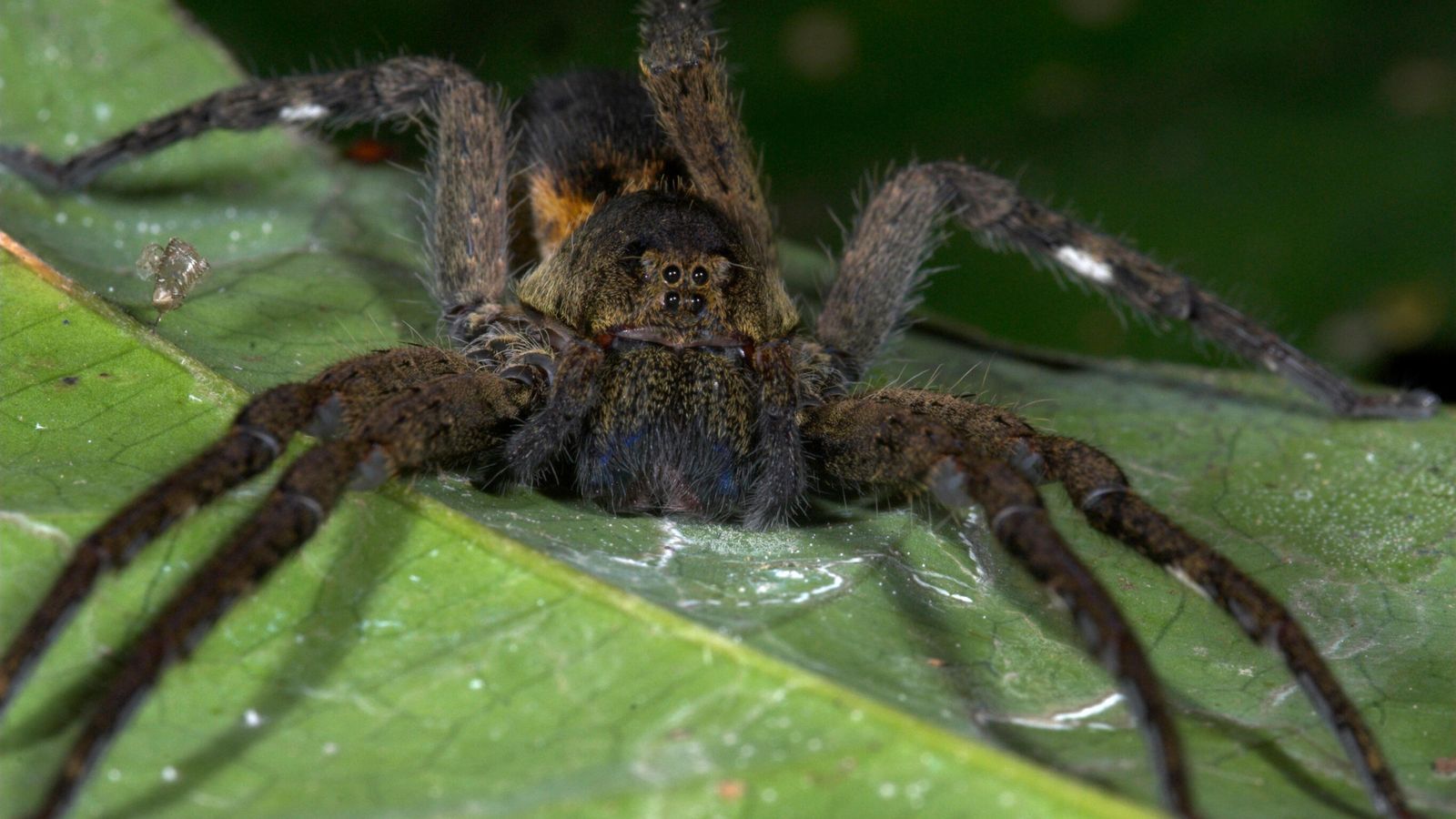 Spider lays eggs in man's toe during cruise holiday