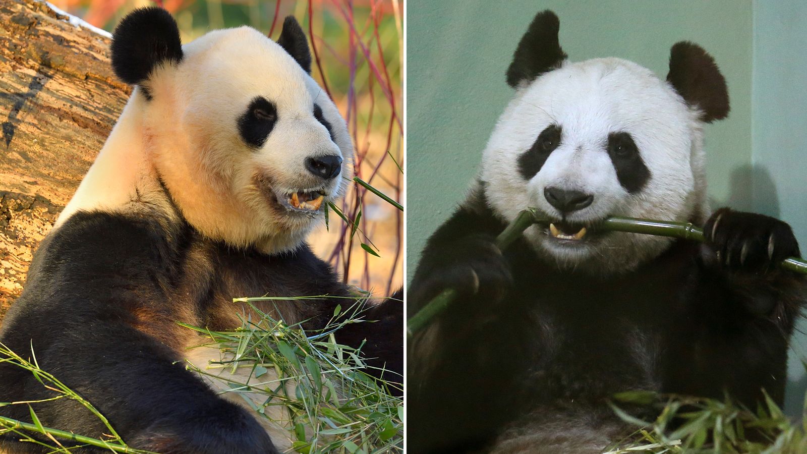 Последен шанс да видите панди в зоологическата градина в Единбург, преди да се приберат в Китай