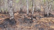Burnt trees. Pic: Cairngorms National Park Authority/Vicky Hilton