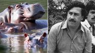 Hippos float in the lagoon at Hacienda Napoles Park, once owned by Pablo Escobar
Pic:AP