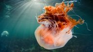 Lion&#39;s mane jellyfish. Pic: Kirsty Andrews /MCS