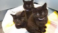 Kittens found abandoned in West Yorkshire. Pic: RSPCA