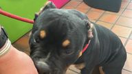 Mohammad Tofiq Sadiq failed to take care of American pocket bully Kilo after an ear-cropping procedure. Pic: Scottish SPCA