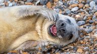 Seal-ing good! One of the pups enjoys relaxing on the beach