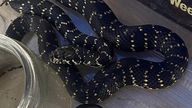 The broad-headed snake the hiker took home to show his children. Pic: Southern Highlands snake catcher
