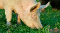 Close up of big white Yorkshire pig grazing fresh spring grass. Pic; iStock