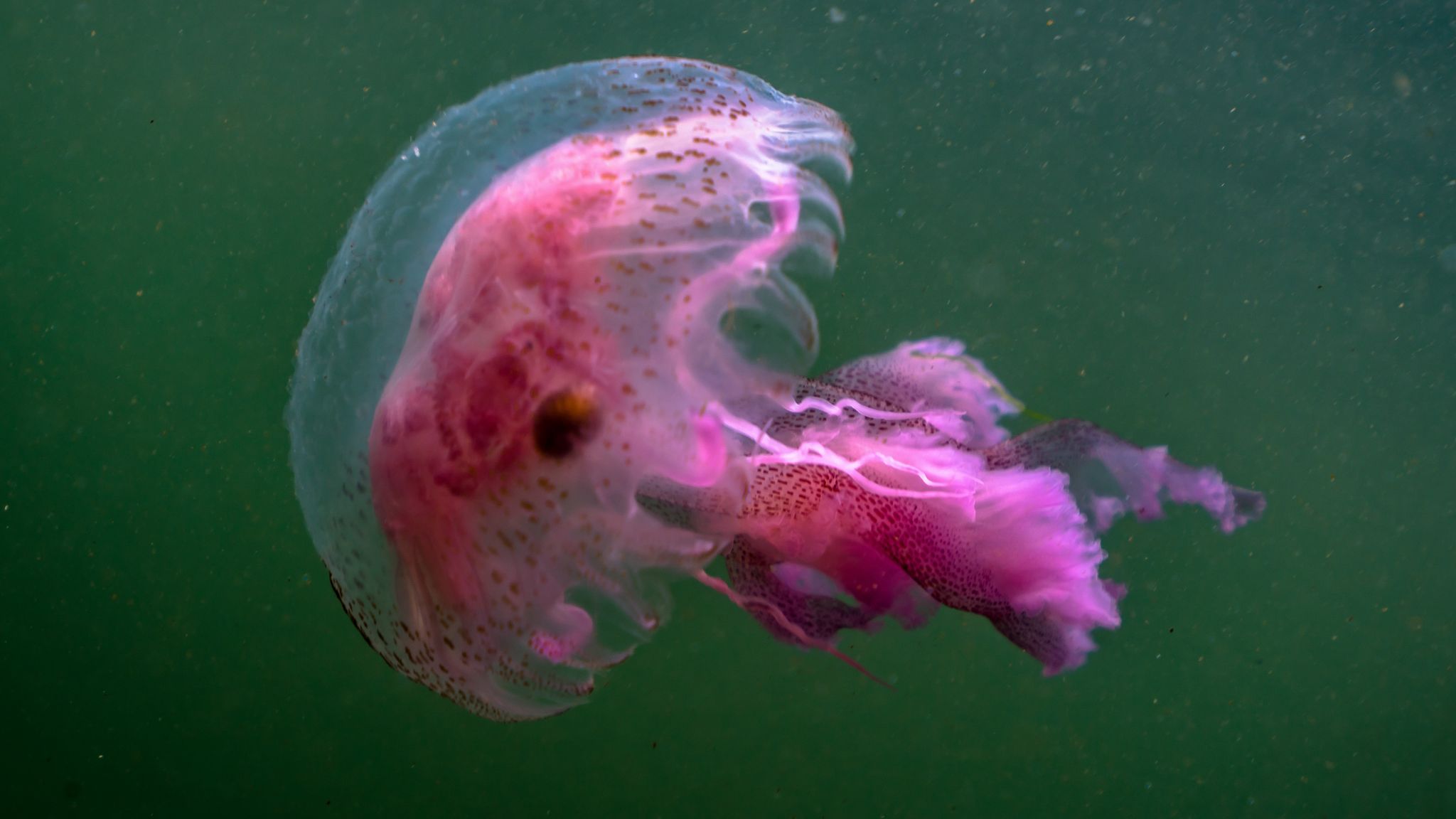 Jellyfish are flourishing in UK waters - but we don't exactly know why