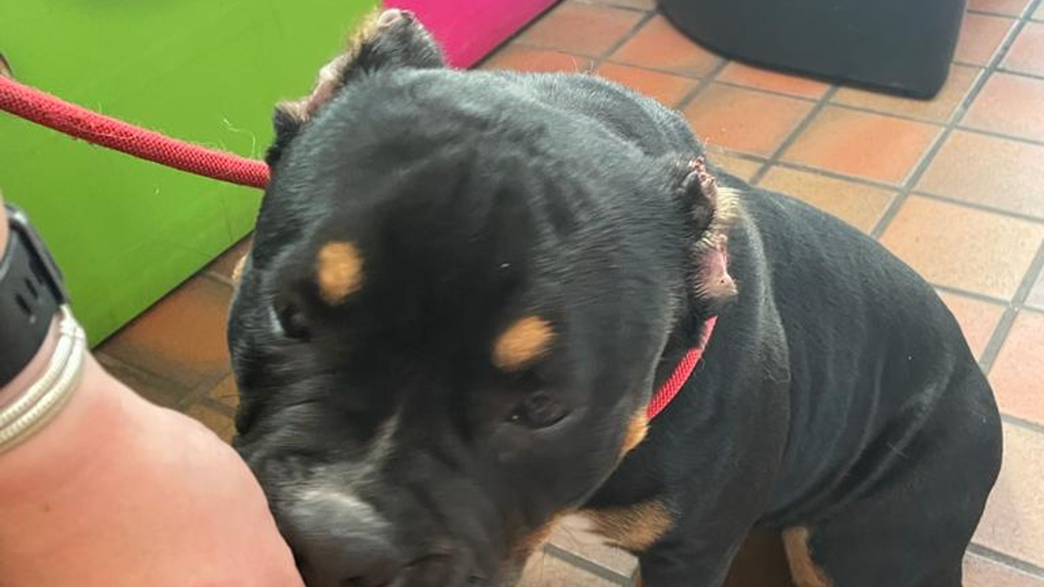 Glasgow man Mohammad Tofiq Sadiq failed to take care of dog after