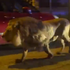 Lion sparks panic on the streets after escaping from circus | World News
