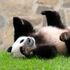 China's President Xi Jinping signals more pandas could be sent to the US | World News