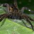 Spider lays eggs in man's toe during cruise holiday