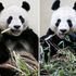 UK's only giant pandas to leave country after 12-year stay at zoo