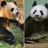UK's only giant pandas leave after 12 years to return to China