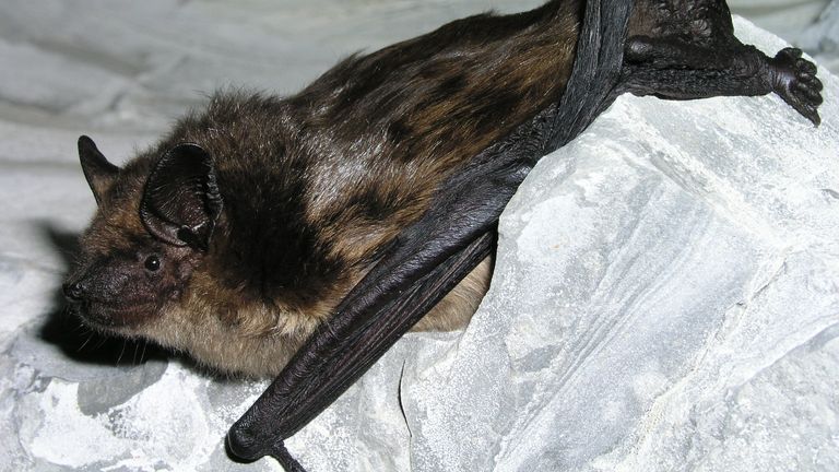 Undated handout photo issued by the University of Lausanne in Switzerland of a serotine bat.
