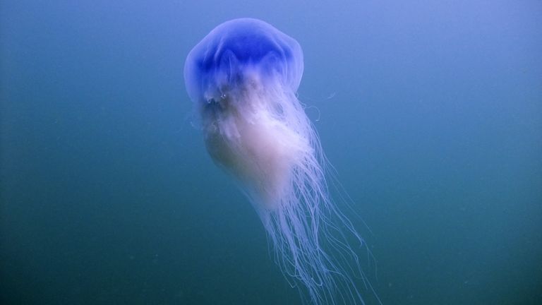 Blue jellyfish. Pic: Peter Bardsley/MCS