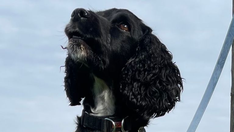 Nala the cocker spaniel, for story on how bonfire night affects animals. Pic: supplied 