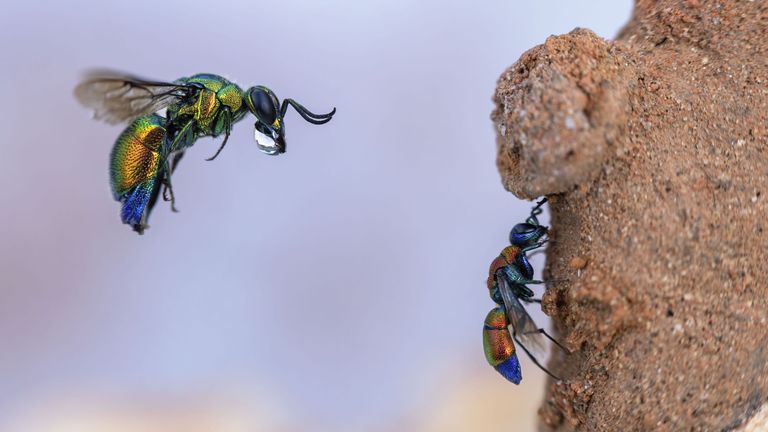 Pic: Frank Deschandol/Wildlife Photographer of the Year