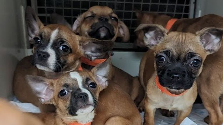 Puppies rescued from New Tredegar in south east Wales