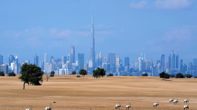 A flock of Arabian Oryx graze at a conservation area in front of the city skyline with the Burj Khalifa, the world&#39;s tallest building, in Dubai, United Arab Emirates, Jan. 8, 2023. Dubai hosts the United Nations COP28 climate talks starting Nov. 30. Pic: AP
