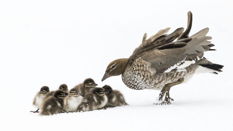 Pic: Charles Davis/Wildlife Photographer of the Year