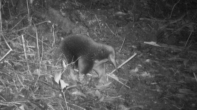 An echidna walks amid vegetation in the Cyclops Mountains, Papua, Indonesia July 22, 2023. Expedition Cyclops/Handout