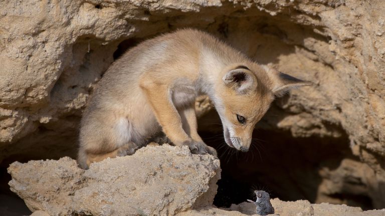 Pic: Ayala Fishaimer/Wildlife Photographer of the Year