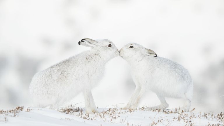 Pic: Andy Parkinson/Wildlife Photographer of the Year