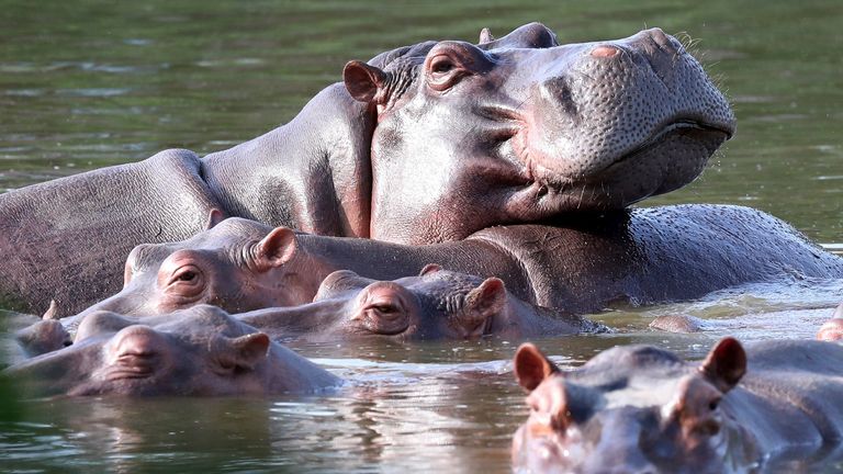Hippos float in the lagoon at Hacienda Napoles Park, once owned by Pablo Escobar