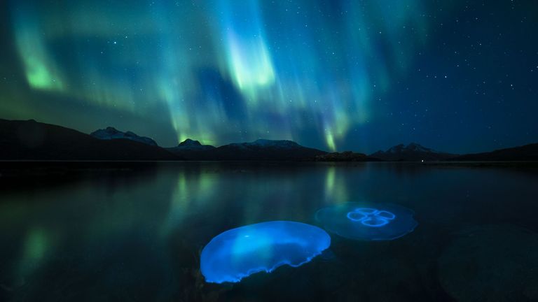 Audun Rikardsen/Wildlife Photographer of the Year