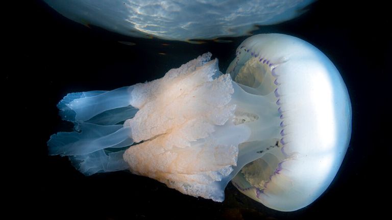 Barrel Jellyfish (rhizostoma pulmo) shot underwater looking up through &#39;snell&#39;s window&#39; to the clouds above. Ayrshire, Scotland. Pic: AP