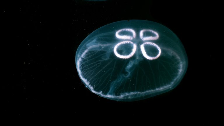 Moon jellyfish. Pic: Mark Kirkland/MCS