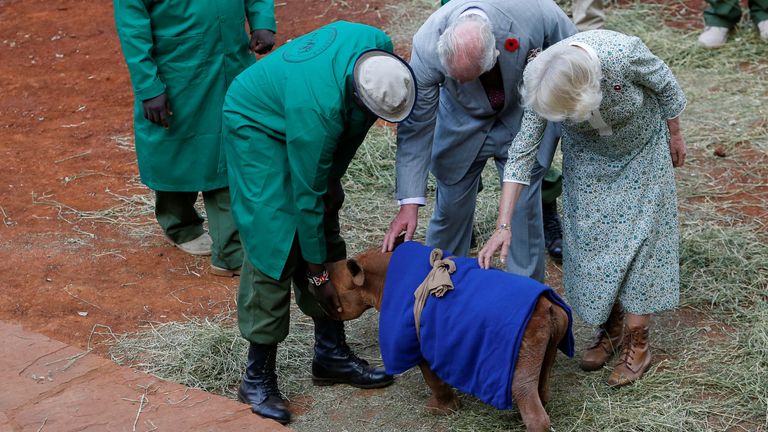 Kral Charles ve Kraliçe Camilla, Nairobi, Kenya'nın eteklerindeki Sheldrick fil yetimhanesinde öksüz bir gergedanla etkileşime giriyor 1 Kasım 2023. REUTERS/Thomas Mukoya/Pool