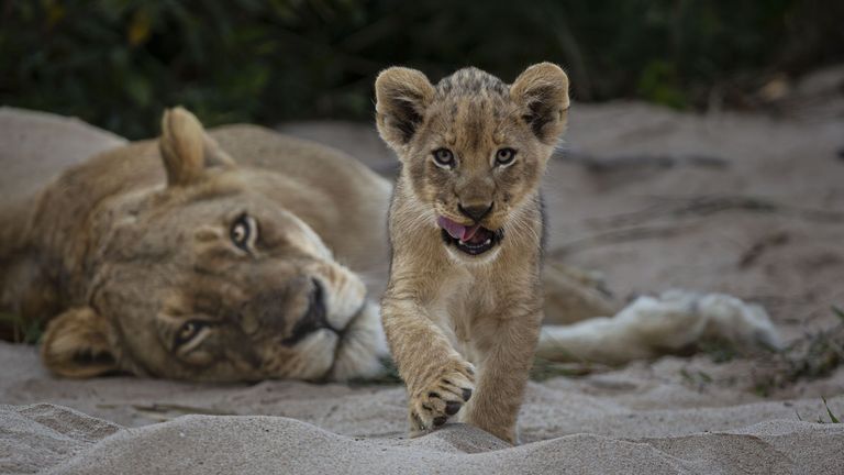 Pic: Gerald Hinde/Wildlife Photographer of the Year