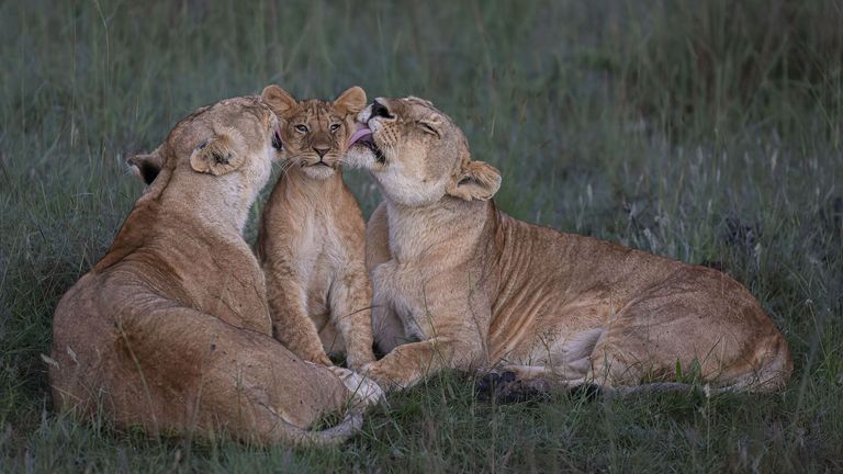 Pic: Mark Boyd/Wildlife Photographer of the Year