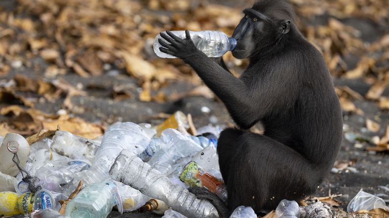 Pic: Claire Waring/Wildlife Photographer of the Year