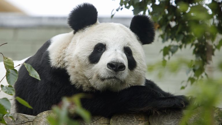 File photo dated 22/09/2014 of Edinburgh Zoo's giant panda Tian Tian. Visitors have one final opportunity to say goodbye to Britain's only giant pandas before zoo keepers get them ready to make their way back to China. Yang Guang and Tian Tian have lived at Edinburgh Zoo since 2011 as part of a 10-year agreement between the Royal Zoological Society of Scotland (RZSS) and the China Wildlife Conservation Association. Issue date: Thursday November 30, 2023.