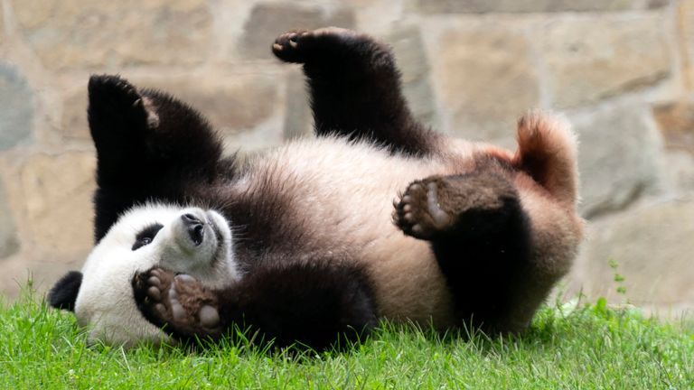 Giant panda Xiao Qi Ji plays at his enclosure at the Smithsonian National Zoo in Washington, Sept. 28, 2023. File pic: AP