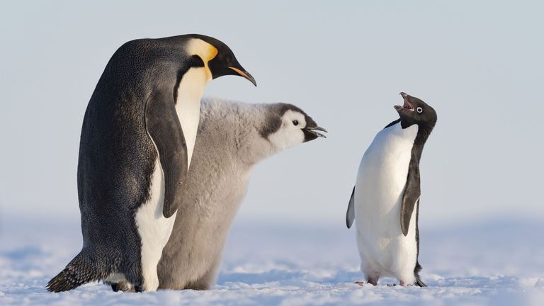 Pic: Stefan Christmann/Wildlife Photographer of the Year