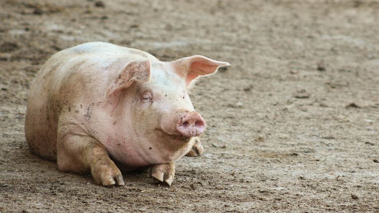 Farm pigs in pigpen on a farm.Pic: iStock