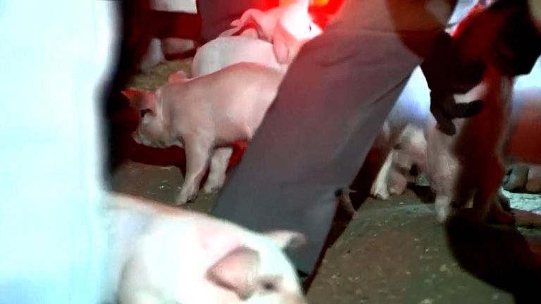 Piglets on loose after truck overturns in Ohio