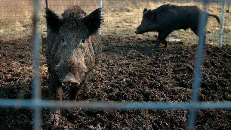 The pigs are described as the most invasive animal on the planet. Pic: St. Louis Post-Dispatch via AP