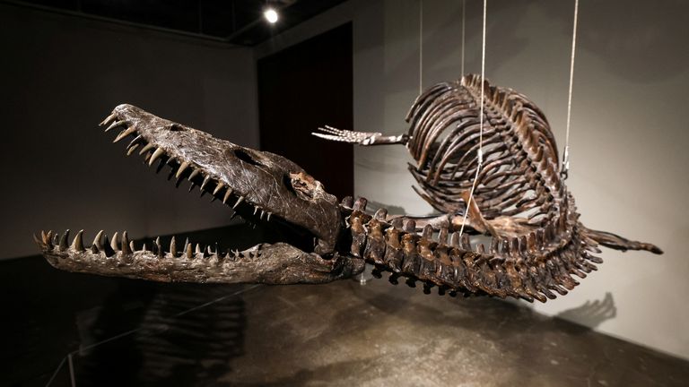Remains of a Plesiosaur, which many believe inspired the legend of the Loch Ness monster