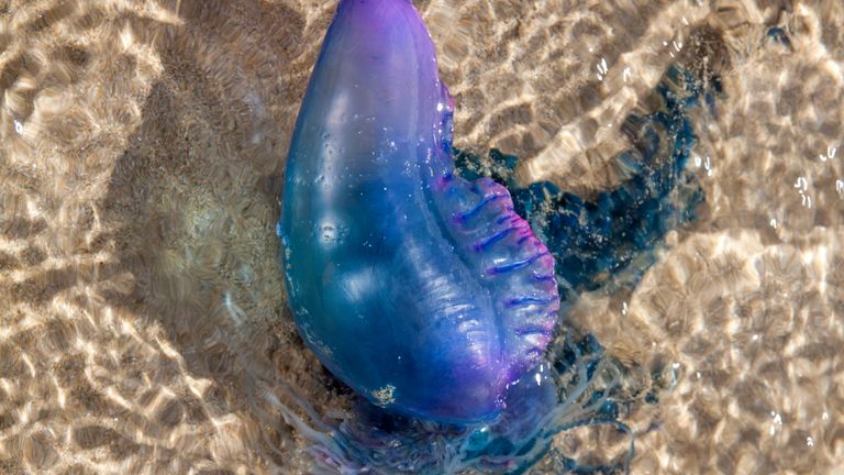 Portuguese Man o&#39; War. Pic: Joanna Clegg/MCS