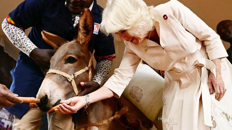 Kraliçe Camilla, 1 Kasım 2023'te Kenya'nın Nairobi kentindeki Brooke Eşek Barınağı'nı ziyareti sırasında bir eşeği besliyor. Atlara yardım eden yardım kuruluşu Brooke, risk altındaki eşekleri kurtarmak için Kenya Hayvanları Koruma ve Bakım Derneği (KSPCA) ile birlikte çalışıyor. ve onların refahını teşvik etmek.  BEN STANSALL/Havuz REUTERS aracılığıyla