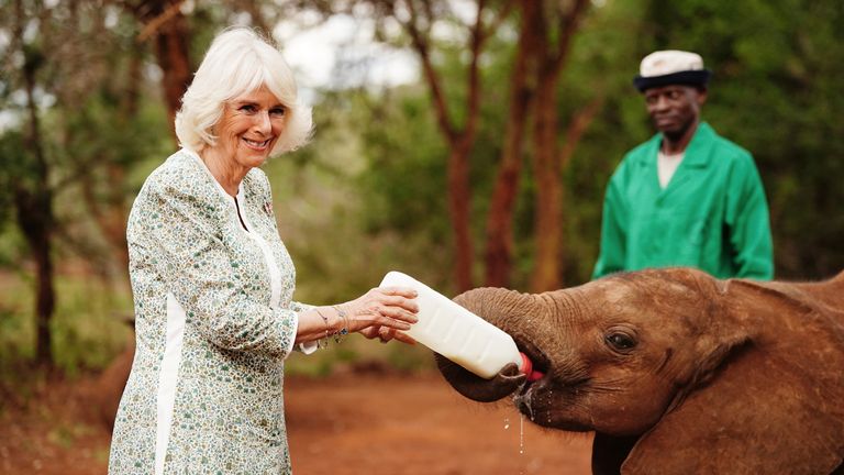 Kraliçe Camilla, vakfın Kenya genelinde yaban hayatının ve korunan alanların korunması ve muhafaza edilmesi konusundaki çalışmaları hakkında bilgi almak için Nairobi Ulusal Parkı'ndaki Sheldrick Yaban Hayatı Vakfı Fil Yetimhanesi'ni ziyareti sırasında yavru bir file süt veriyor. Kenya'ya devlet ziyareti.  Resim tarihi: 1 Kasım 2023 Çarşamba. PA Fotoğrafı.  PA hikayesine bakın ROYAL Kenya.  Fotoğrafın kaynağı şöyle olmalıdır: Victoria Jones/PA Wire