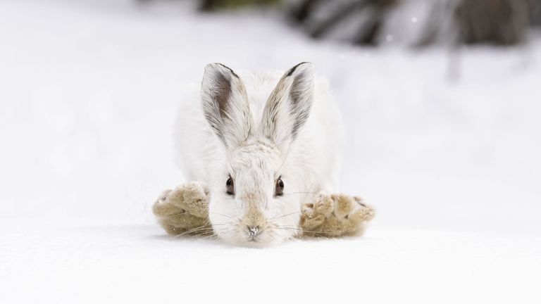 Pic: Deena Sveinsson/Wildlife Photographer of the Year