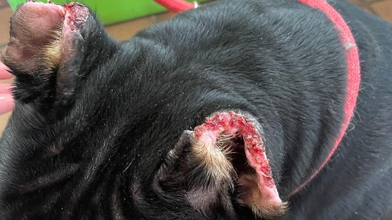 Mohammad Tofiq Sadiq failed to take care of American pocket bully Kilo after an ear-cropping procedure. Pic: Scottish SPCA