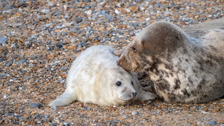 A grey seal cow with her pup at Blakeney Point. Pic: National Trust 