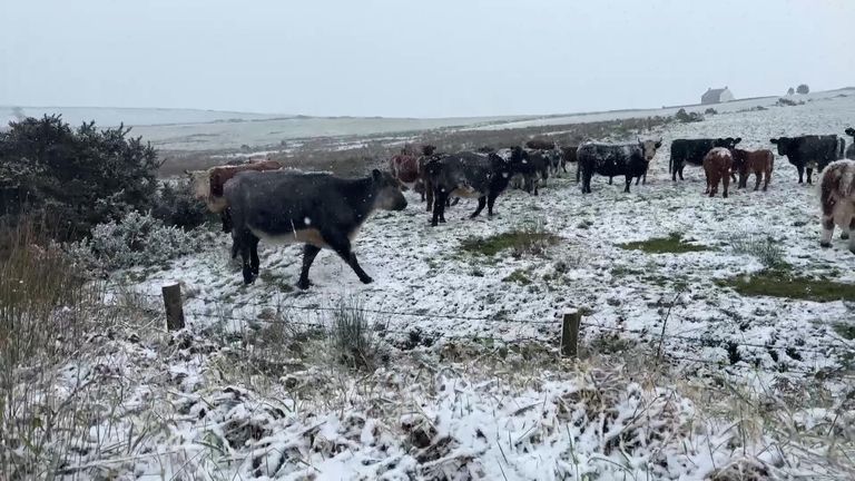 Cows in Bodmin Moor